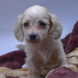 Dachshund puppies from Hart Dachshunds