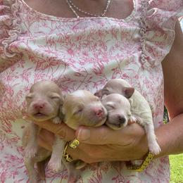 Boy 2 - Cream male Maltipoo puppy in Cottondale, Florida from Pat’s precious puppies
