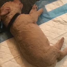 Goldendoodle Puppies from Da Ruba Doodles