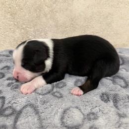 Creek - Black tri male Miniature American Shepherd puppy in Baker, Florida from East to Western Aussies