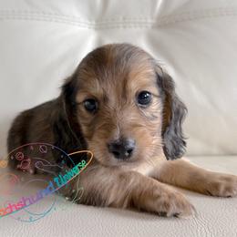 Draco - Cream male Dachshund puppy in Peyton, Colorado from Dachshund Universe