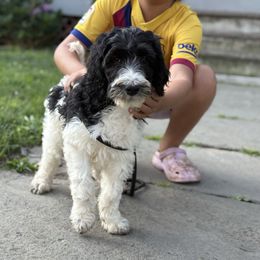 Yellow Band Boy - Tri-color male Labradoodle puppy in Plainfield, New Jersey from Caris Paws Poodles and Doodles