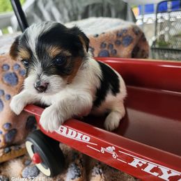Boy 3 - Parti male Yorkshire Terrier puppy in Tacoma, Washington from Anks Toys Yorkshire terriers