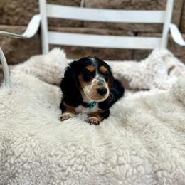 Sam - Piebald male Dachshund puppy in Rio Linda, California from Destiny's Mini Doxies