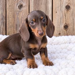 Bode - Chocolate and tan male Dachshund puppy in Industry, Illinois from KDKs Kennels