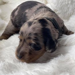 Dachshund Puppies from Hart Dachshunds