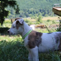 Chance - Red mottled male Australian Cattle Dog puppy in Willamina, Oregon from Cherished Chihuahuas