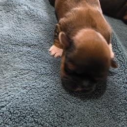 Bowser - Brindle male Shih Tzu puppy in Fostoria, Michigan from A furry piece of heaven