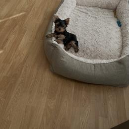 Male 2 - Black and gold male Yorkshire Terrier puppy in Concord, California from Real Yorkies of NorCal