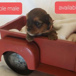 Sable male - Tan Yorkshire Terrier puppy in Corryton, Tennessee from Tindalls House Mtn Yorkies
