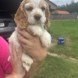 Blue Boy - Buff and white male Cocker Spaniel puppy in Alamo, Georgia from Little Creek Cocker Spaniels