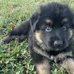 Dante - German Shepherd puppy from HVC Kennels-Home of Von Monray Elite German Shepherds