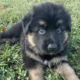 Dante - German Shepherd puppy from HVC Kennels-Home of Von Monray Elite German Shepherds