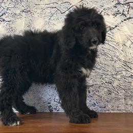 Bo - Black and white male Bernedoodle puppy in Owenton, Kentucky from Elagant Acres