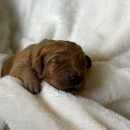 Boy 3 - Dark golden Golden Retriever puppy in Casper, Wyoming from Rosie’s Goldies
