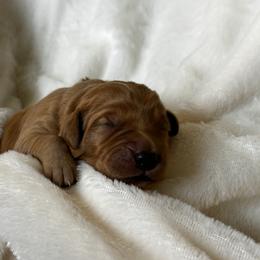 Boy 3 - Dark golden Golden Retriever puppy in Casper, Wyoming from Rosie’s Goldies