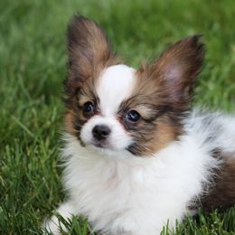 Courage - White and sable male Papillon puppy in Cumming, Georgia from Seven Pillars Papillons