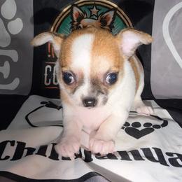 Gabby - Sable spotted white female Chihuahua puppy in Palmyra, Indiana from Country Star Chihuahuas