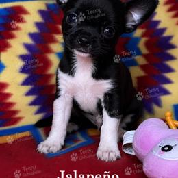 Jalapeño - Black and white male Chihuahua puppy in Rocky Mount, Virginia from Teeny Chihuahuas