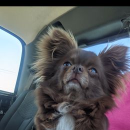 Chihuahua All Grown Up from Precious Paws Chihuahuas