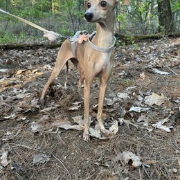 Sambuca - Italian Greyhound