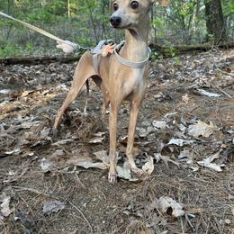 Sambuca - Italian Greyhound