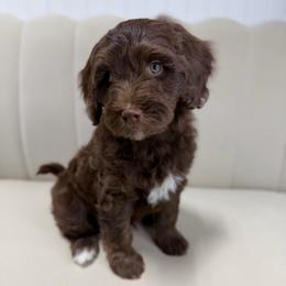 Sterling - Chocolate male Goldendoodle puppy in Fleming Island, Florida from Island Doodles