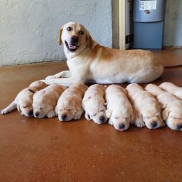 Labrador Retriever Puppies from Hero Labradors