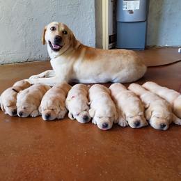 Labrador Retriever Puppies from Hero Labradors