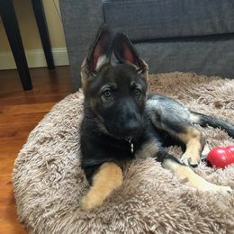 German Shepherd Puppies from Royalty German Shepherds