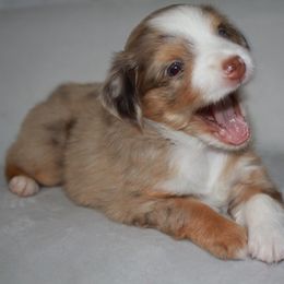 Aussiedoodle, Miniature Australian Shepherd, and Poodle Puppies from JJ West Coast Pups