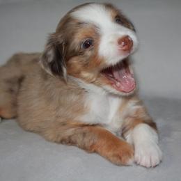 Aussiedoodle, Miniature Australian Shepherd, and Poodle Puppies from JJ West Coast Pups