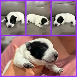 Violet - Blue female Australian Cattle Dog puppy in Monterey, Tennessee from Quarter Acre Farms