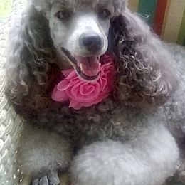 Poodles from Bluemist Kennel