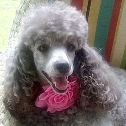 Poodles from Bluemist Kennel