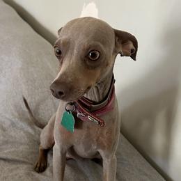 Wezzy - Miniature Pinscher
