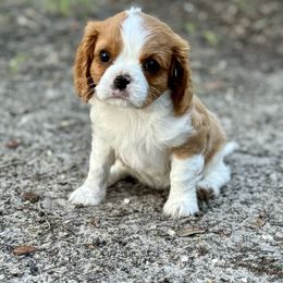 ZAZU - Blenheim Cavalier King Charles Spaniel puppy in Awendaw, South Carolina from Just A Little Cavalier