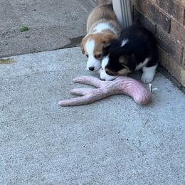 Milo - Red male Pembroke Welsh Corgi puppy in Dawson, Iowa from Carousel Corgis