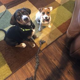 Catahoula Leopard Dog Puppies from ZM Catahoulas