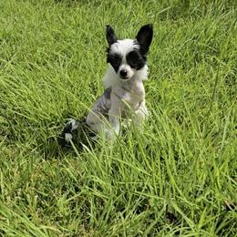 Boy 1 - White and black male Chinese Crested puppy in Amarillo, Texas from Lone Star Chinese Cresteds by Kim