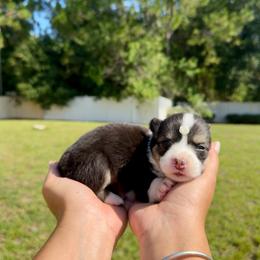 Brownie - Black and white female American Corgi puppy in Florida from Sunrise Corgis