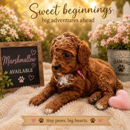 Marshmallow - Red female Cavapoo puppy in South Jordan, Utah from Diamond Companions