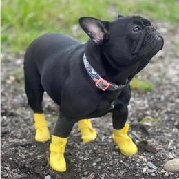 Bunny - Black female French Bulldog puppy in Rochester, Washington from Frenchie Bulldog Kisses