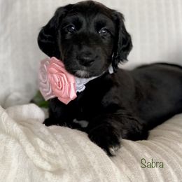 Girl 2 - Black Afghan Hound puppy in Wamego, Kansas from Swanah