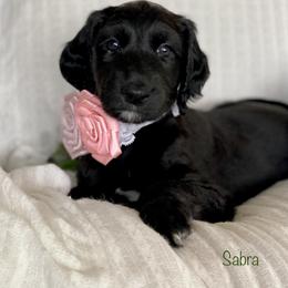 Girl 2 - Black Afghan Hound puppy in Wamego, Kansas from Swanah