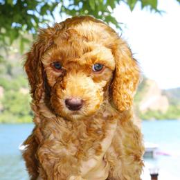 Merida - Red female Aussiedoodle puppy in Upper Lake, California from Redwood Aussiedoodles