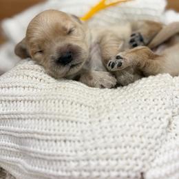 Peyton - Red  female Goldendoodle puppy in Zeeland, Michigan from Dandelion Lane Doodles