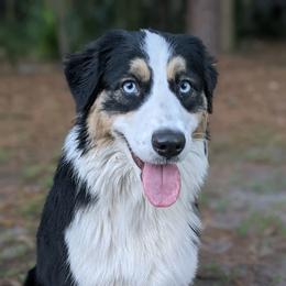 Australian Shepherd Puppies from Soggy Bottom Farms