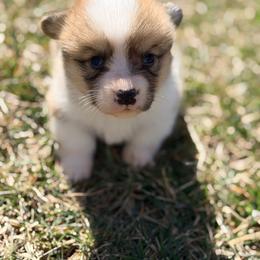 Red collar - White and black male Pembroke Welsh Corgi puppy in Monterey, Tennessee from Co-Pilot Corgis