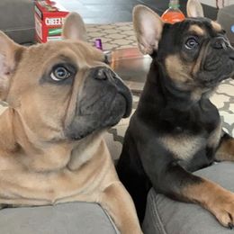 French Bulldog Puppies from Keisha Freeman